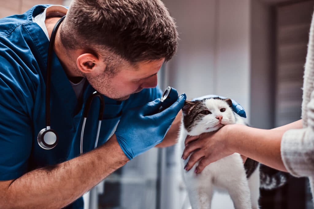 veterinarian clinic business plan