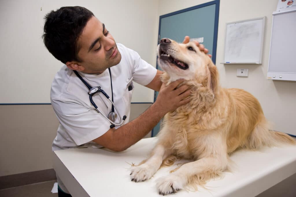 veterinarian clinic business plan