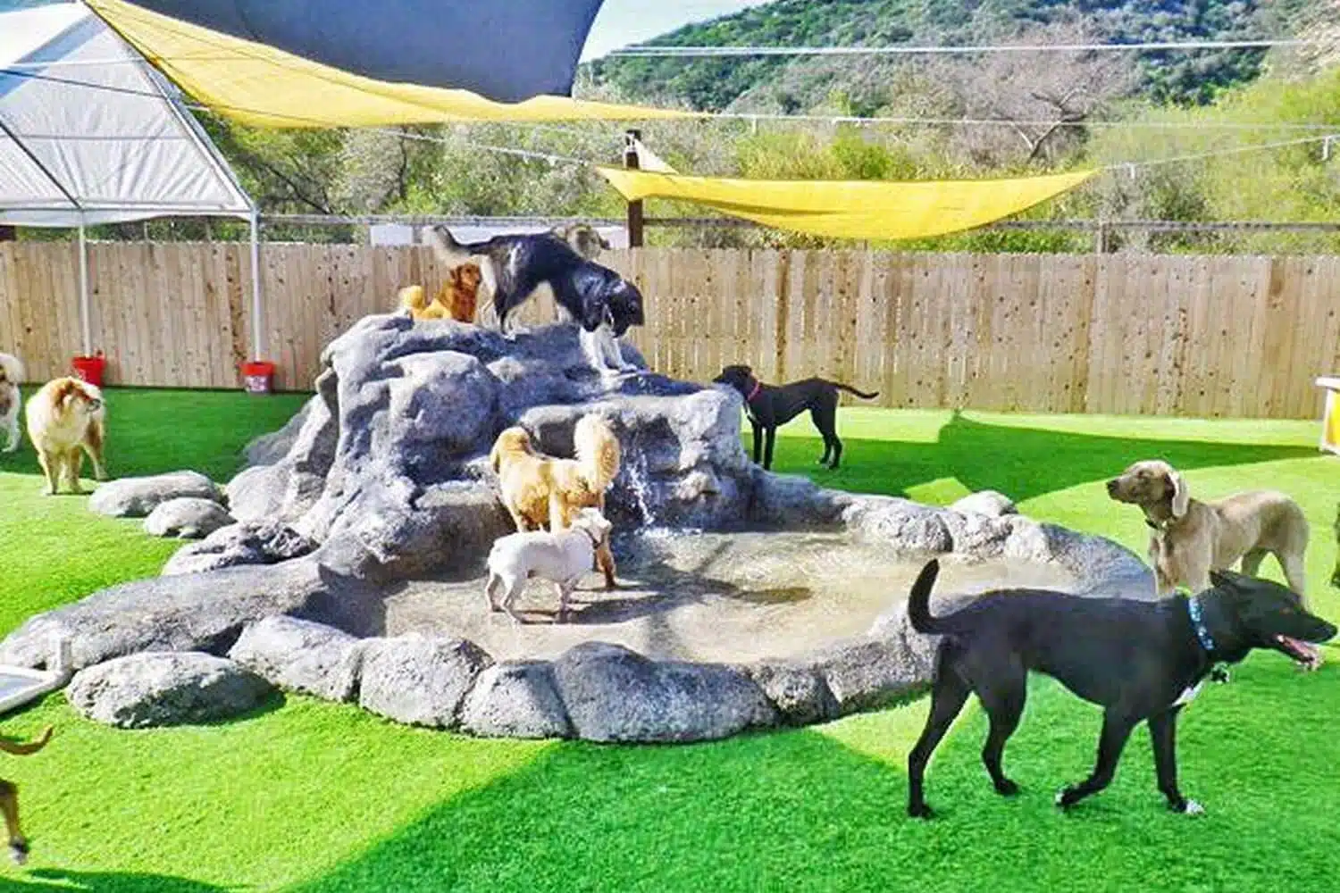 5 Best Pet Sitting Franchises (2023 Stats)