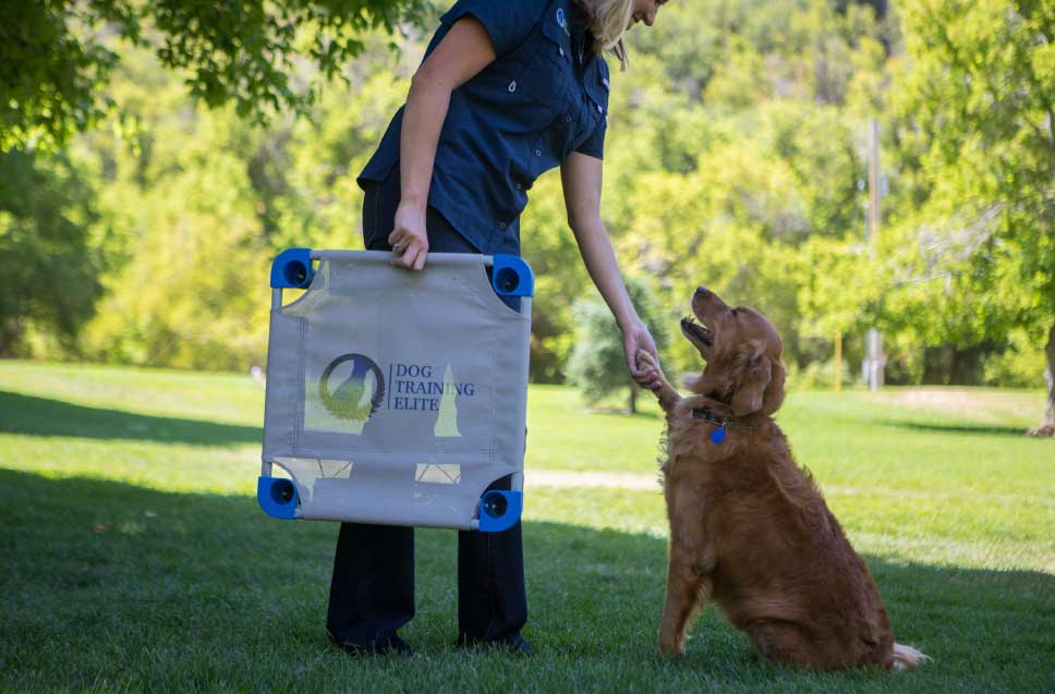 dog training elite franchise