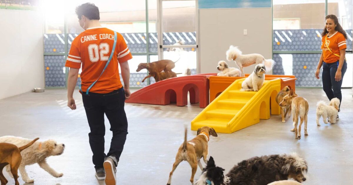 Sales & Marketing Plan for a Pet Daycare SharpSheets