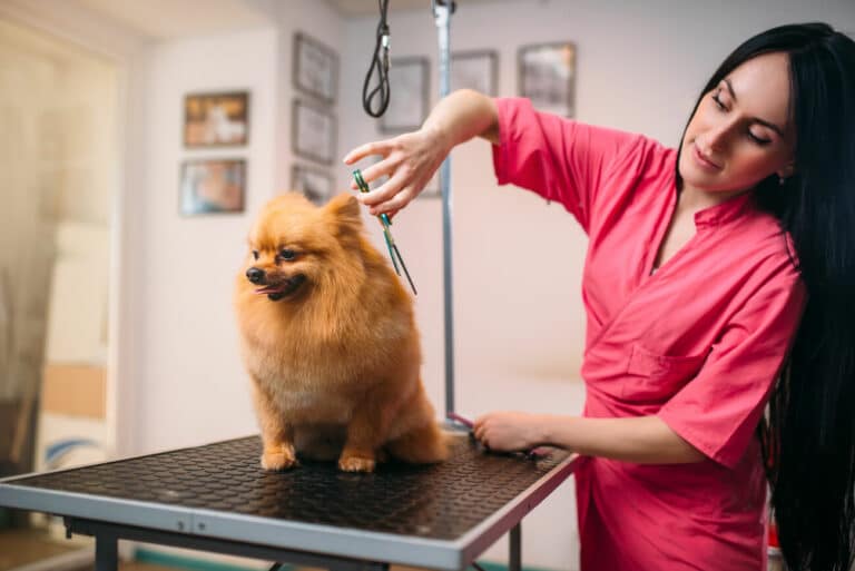Competitive Analysis for a Pet Grooming Business plan