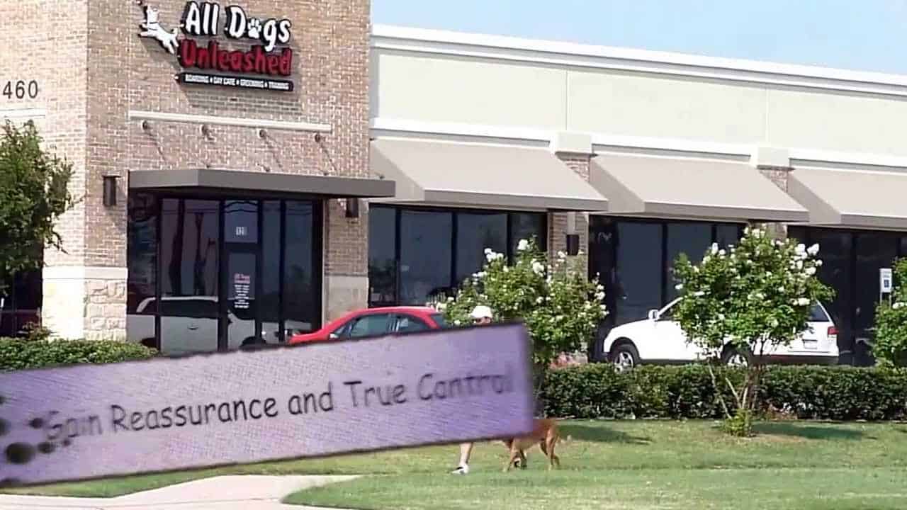 All Dogs Unleashed franchise.