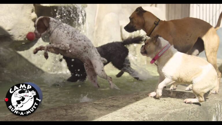 Camp Run-A-Mutt franchise